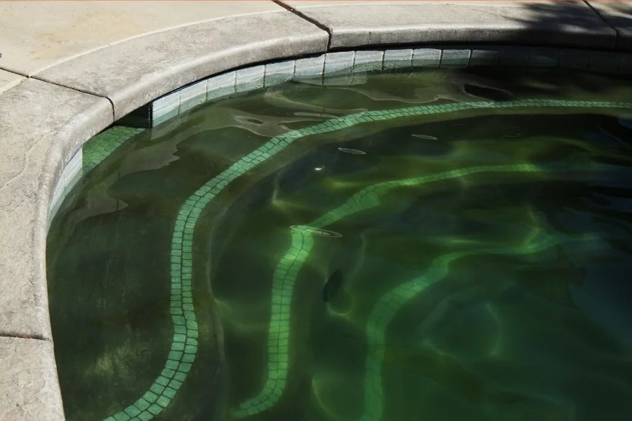 Algae Issues in Pool